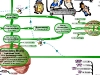 MasterMind Matrix: Conscious Brain | Concept Map