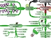 MasterMind Matrix: Thought Process | Concept Map